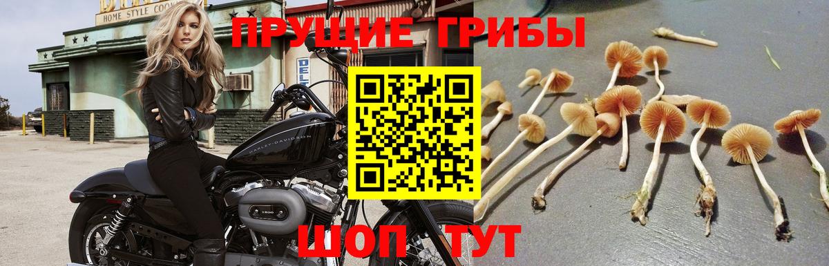 Галлюциногенные грибы Psilocybe Советская Гавань